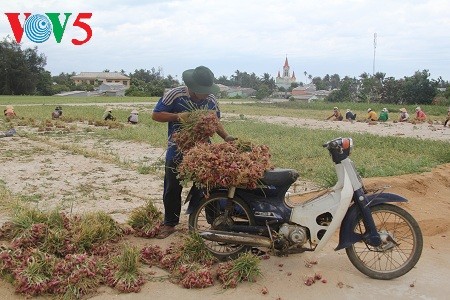 Onion and garlic farming on Ly Son Island  - ảnh 3